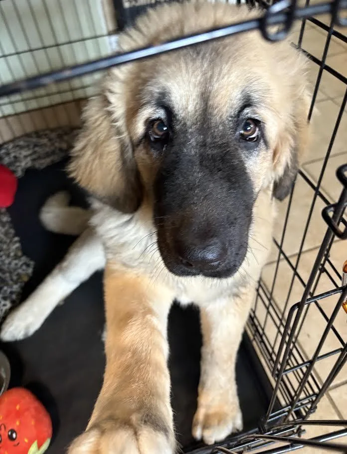 A baby large-sized female Yellow / Tan / Blond / Fawn Caucasian Sheepdog / Caucasian Ovtcharka dog named Aspen for adoption in New Windsor, NY