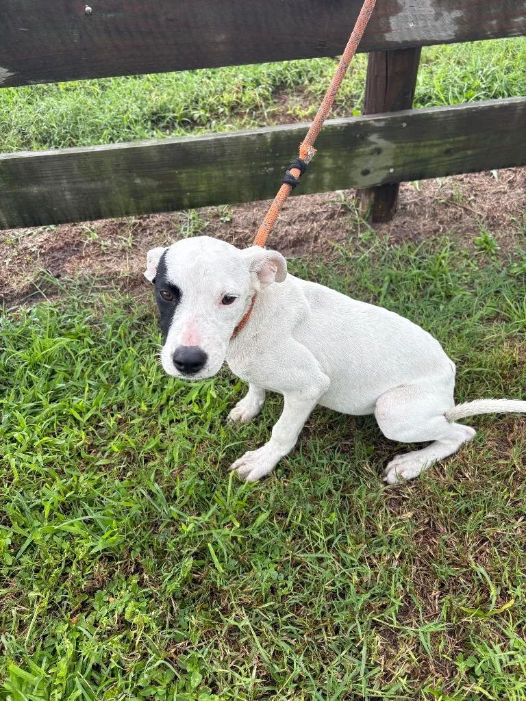 A baby medium-sized female Terrier dog named Snowy for adoption in Wauchula, FL