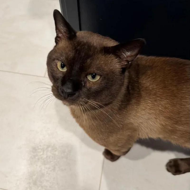 An adult medium-sized male Seal Point Burmese cat named Fudge for adoption in Fairborn, OH