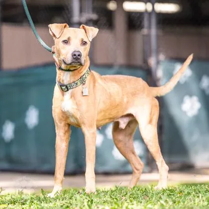 An adult medium-sized male Hound dog named Goofy for adoption in Honolulu, HI