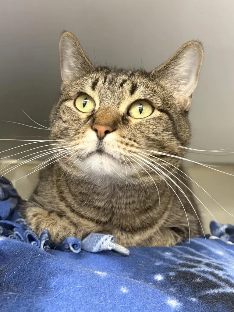 A young medium-sized female Domestic Short Hair cat named Charlie for adoption in Saint Paul, MN