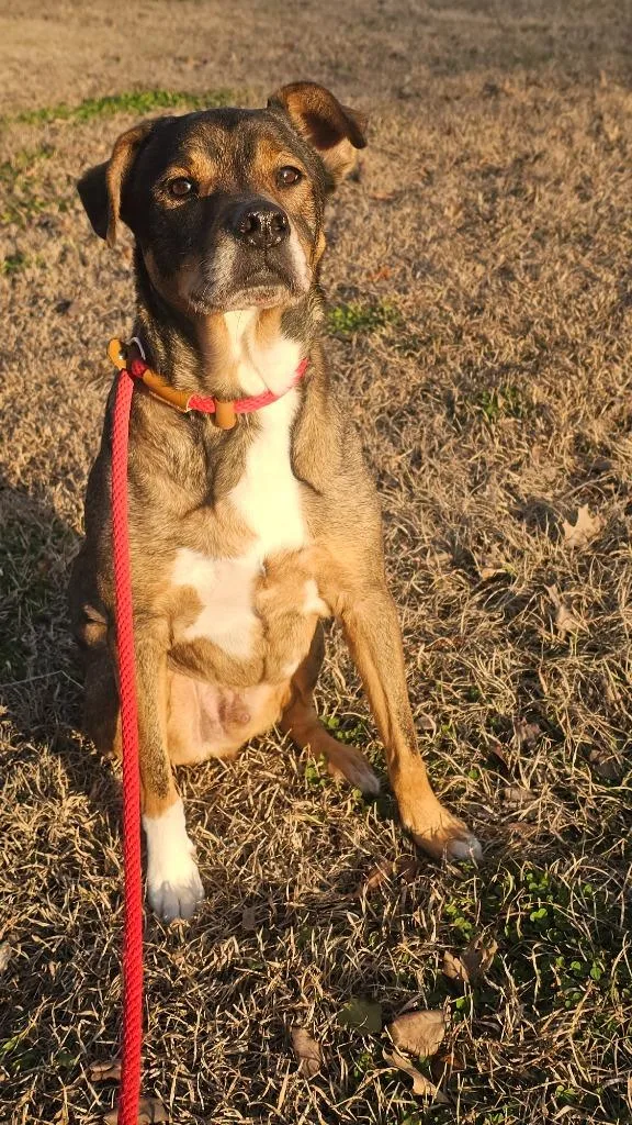 A senior medium-sized male Shepherd dog named Cooper for adoption in New Bern, NC