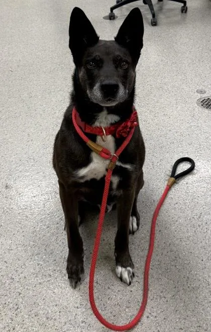 An adult large-sized male Australian Kelpie dog named Loki for adoption in Fishers, IN