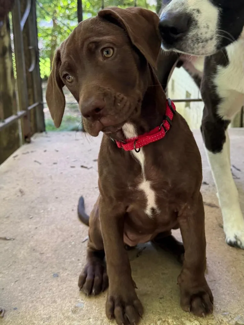 A baby large-sized male Brown / Chocolate Chocolate Labrador Retriever dog named Maple for adoption in Calera, AL