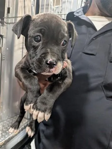 A baby small-sized female Pit Bull Terrier dog named Chi Chi for adoption in Dayton, OH