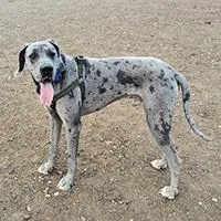 Ajax