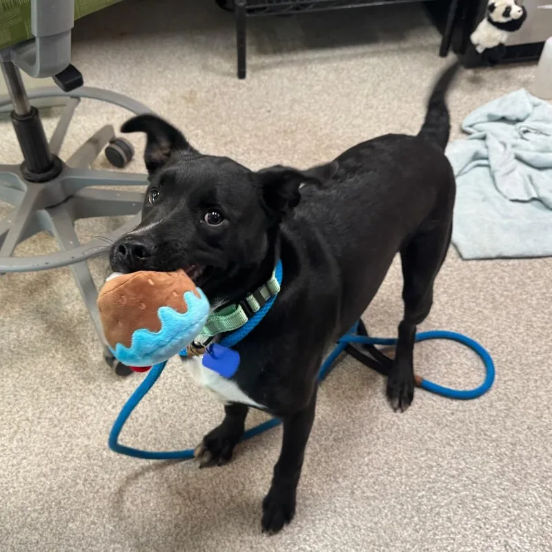 A young medium-sized male Black Labrador Retriever dog named Damion for adoption in Englewood, FL