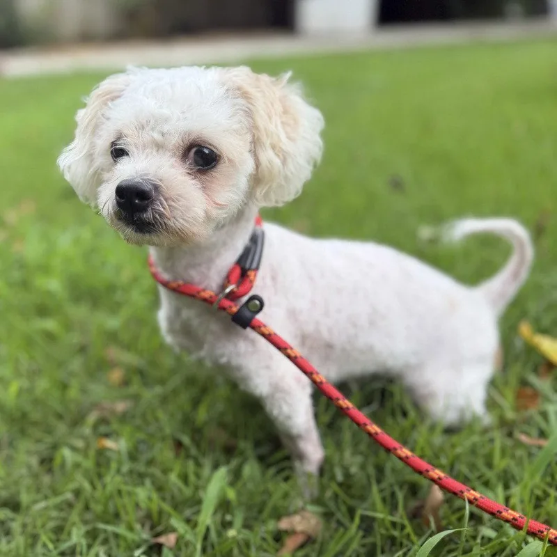 An adult small-sized male Poodle dog named Posty for adoption in Locust Fork, AL