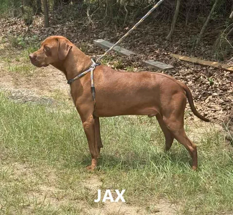 An adult medium-sized male Red / Chestnut / Orange Labrador Retriever dog named Jax for adoption in Washington, GA