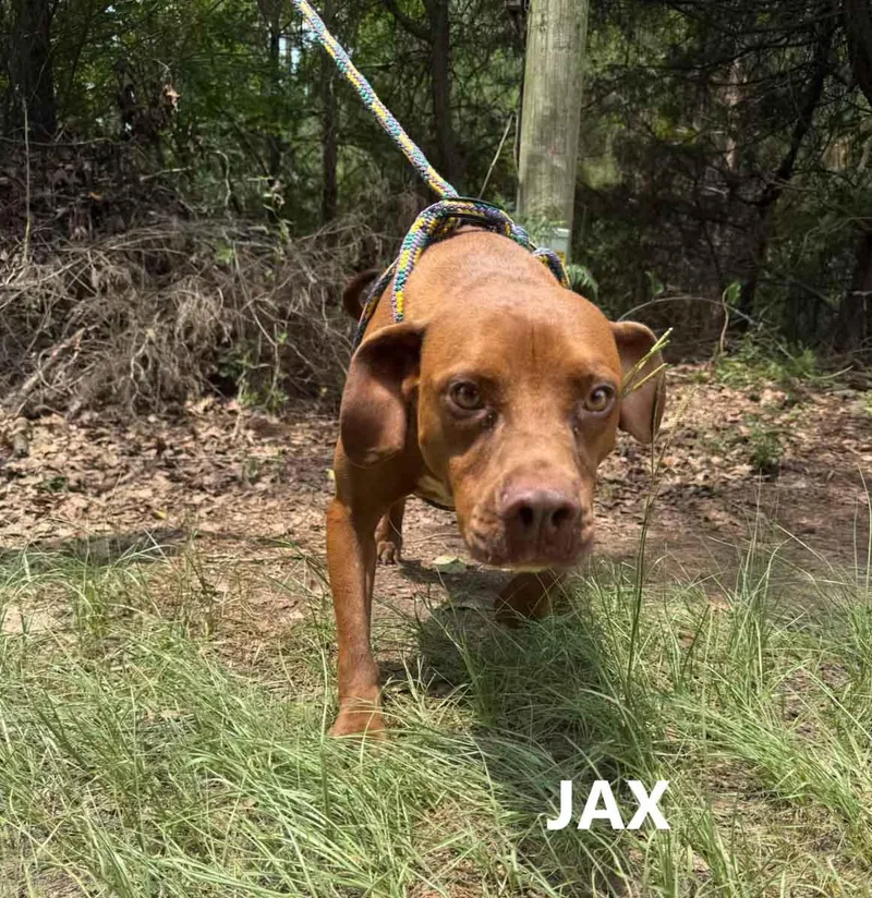 Jax thumbnail 2