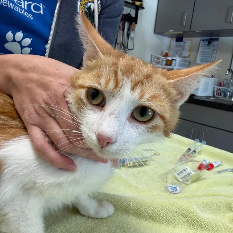 A baby small-sized female Calico Domestic Short Hair cat named Churro for adoption in Red House, WV