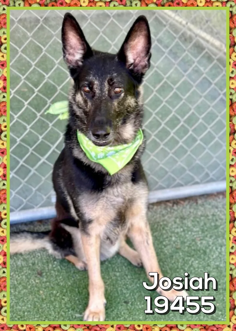 An adult medium-sized male Black German Shepherd Dog dog named Levi for adoption in Marietta, GA
