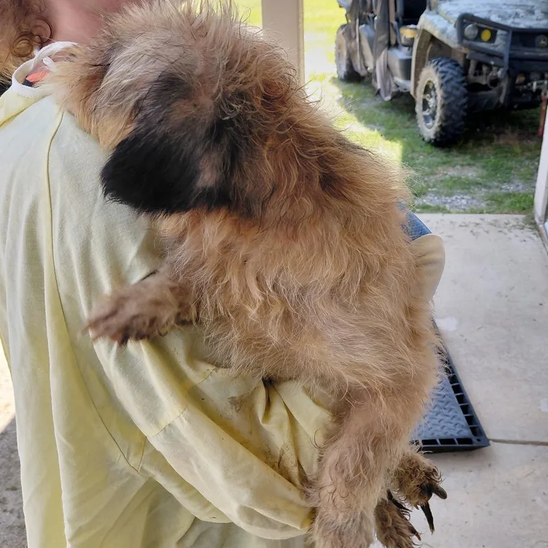 An adult small-sized female White / Cream Pekingese dog named Cherokee for adoption in LOXAHATCHEE, FL