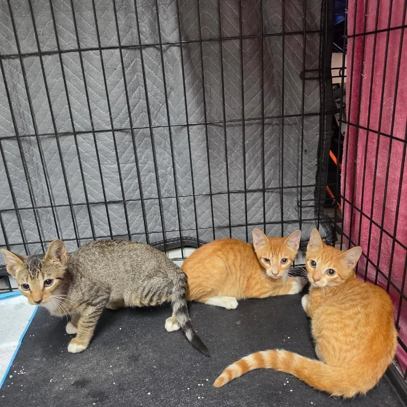 A baby small-sized female American Shorthair cat named Ember for adoption in Oceanside, NY