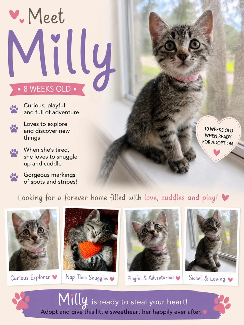 A baby medium-sized female Tabby cat named Milly for adoption in MONTGOMERY, TX
