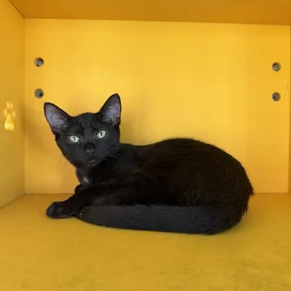 A baby small-sized female Domestic Short Hair cat named Trixie Carter for adoption in Honolulu, HI