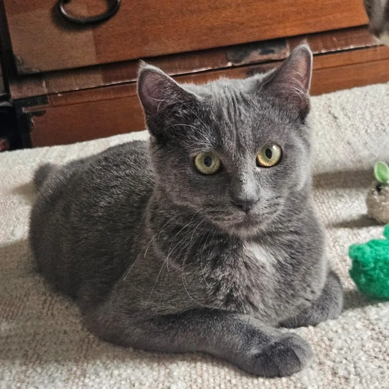 A baby small-sized female Tabby (Gray / Blue / Silver) American Shorthair cat named Rosemary and Lavender for adoption in bronx, NY