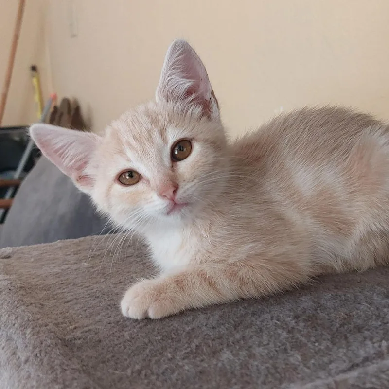 A baby small-sized male Buff / Tan / Fawn Domestic Short Hair cat named Gunther for adoption in Santa Rosa, CA