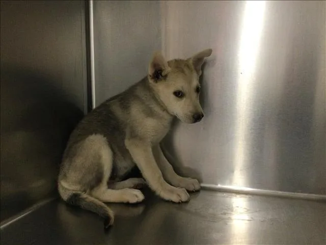 A baby small-sized female German Shepherd Dog dog named A for adoption in Thousand Palms, CA