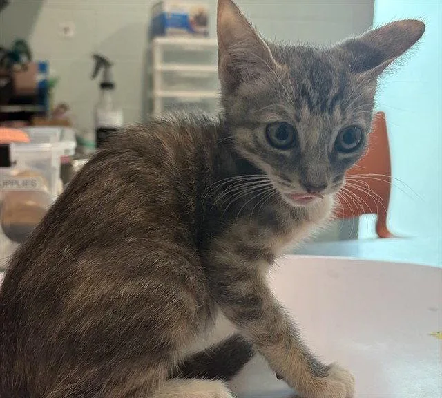 A baby small-sized female Domestic Short Hair cat named Piper for adoption in Tavares, FL