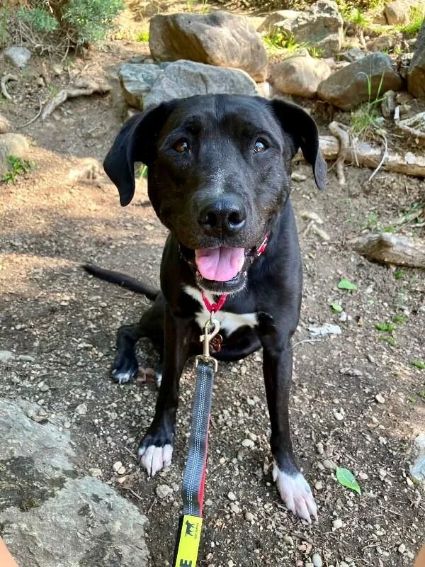 An adult medium-sized male Black Mixed Breed dog named Jack for adoption in Fruit Heights, UT