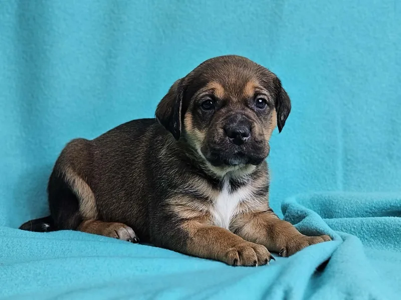 A baby medium-sized male Hound dog named Bayou for adoption in East Sparta, OH