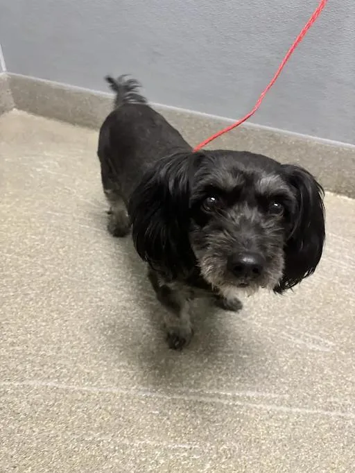 An adult small-sized female Poodle dog named Preciosa for adoption in Las Vegas, NV