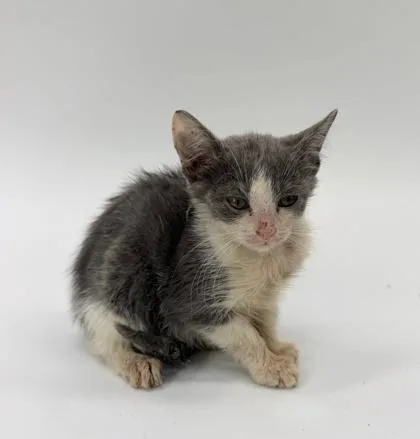 A baby small-sized female Domestic Short Hair cat named Gracie for adoption in Morton Grove, IL