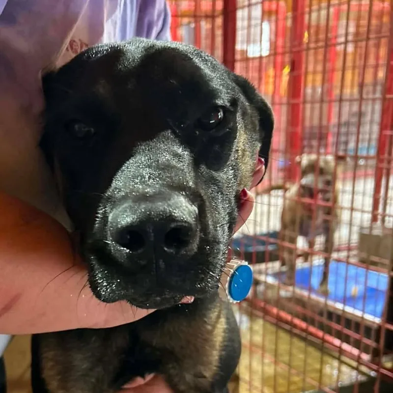 A young medium-sized female Black Belgian Shepherd / Malinois dog named Remmy for adoption in Madill, OK