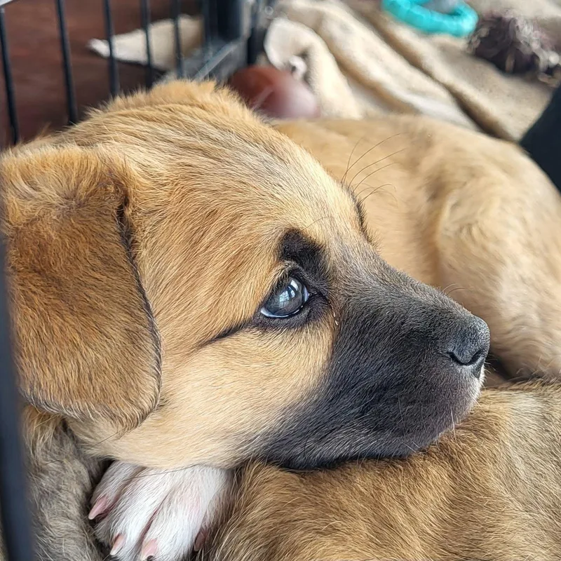 A baby medium-sized female Mixed Breed dog named Dakota for adoption in Chino valley, AZ