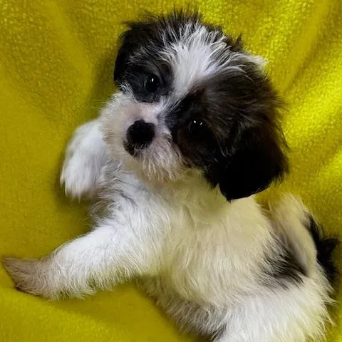 A baby small-sized female Tricolor (Brown, Black, & White) Yorkshire Terrier dog named Belle for adoption in Bartonsville, PA
