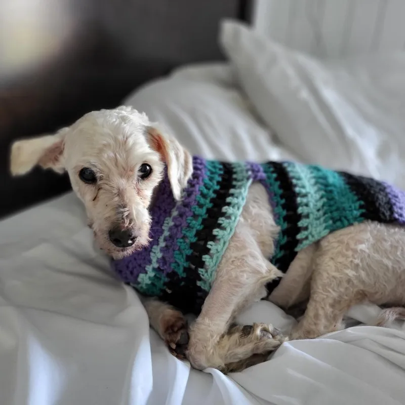 A senior small-sized male White / Cream Poodle dog named Picnic for adoption in Ramona, CA