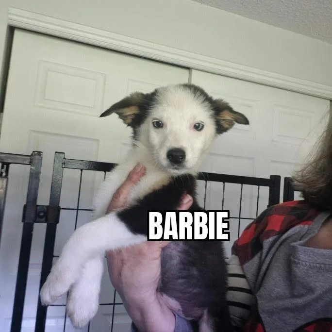 Barbie thumbnail 4