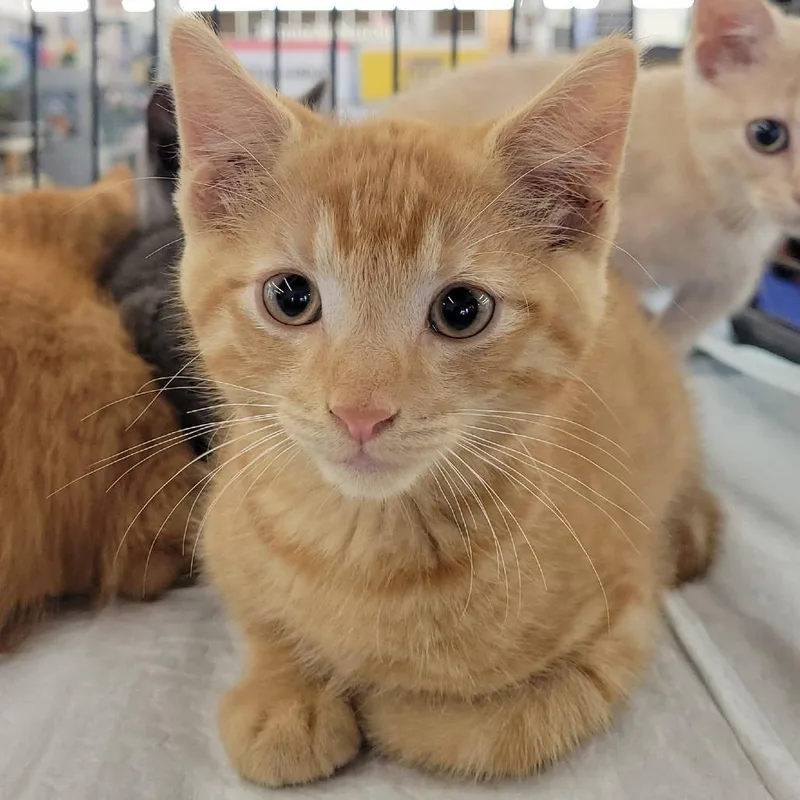 A baby small-sized male Orange / Red Domestic Short Hair cat named Davach for adoption in Rochester, MN