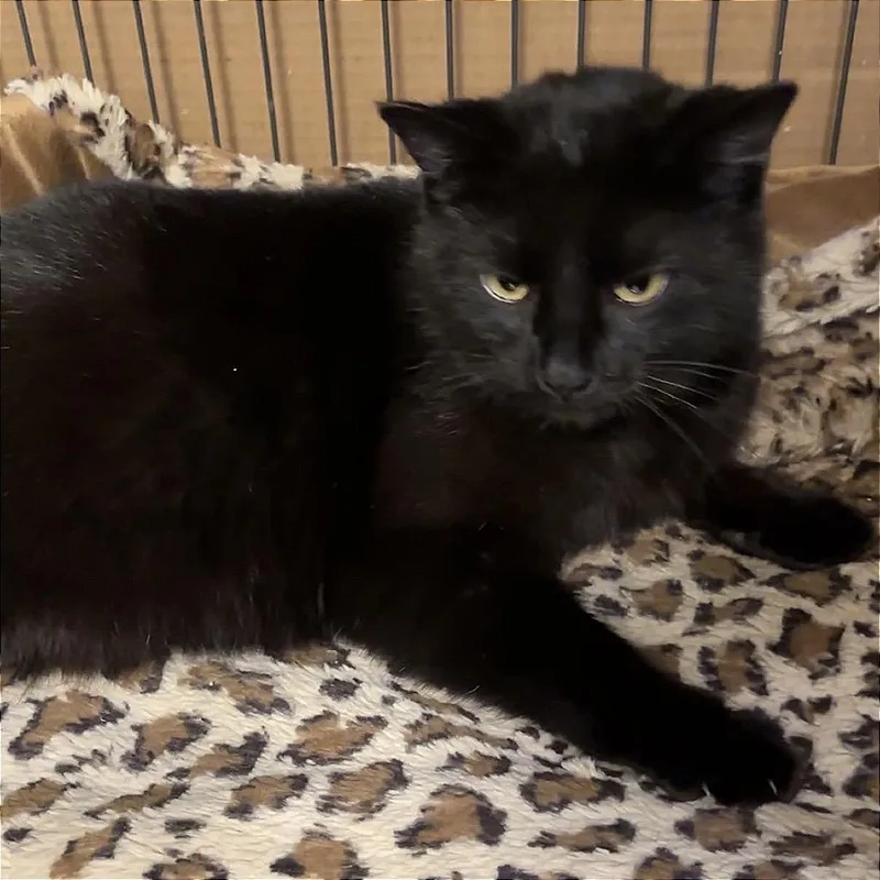 An adult small-sized female Black Bombay cat named Sasha for adoption in Monroe, MI