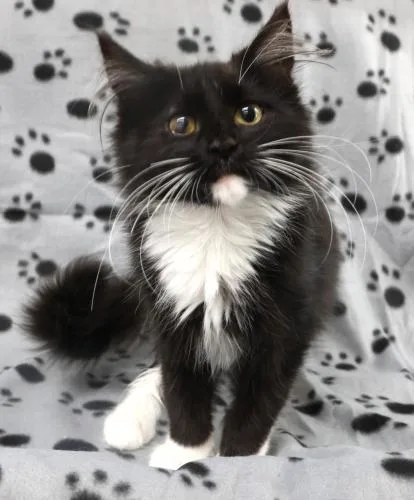 A young medium-sized male Domestic Long Hair cat named Reese's for adoption in Thief River Falls, MN