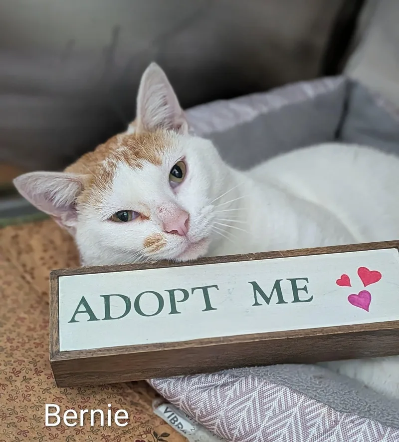 An adult large-sized male Orange & White Domestic Short Hair cat named Bernie for adoption in Flint, MI