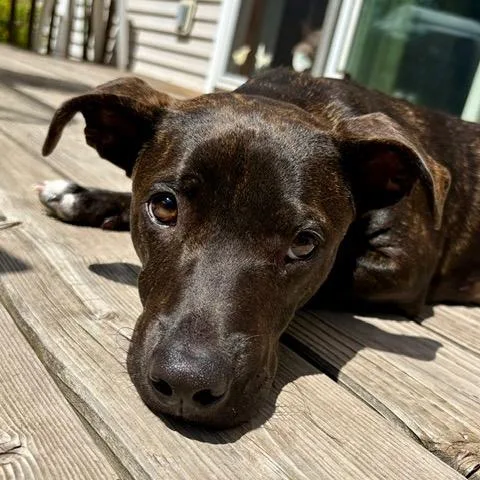 A young medium-sized female Brindle Pit Bull Terrier dog named Pistachio for adoption in Crystal, MN