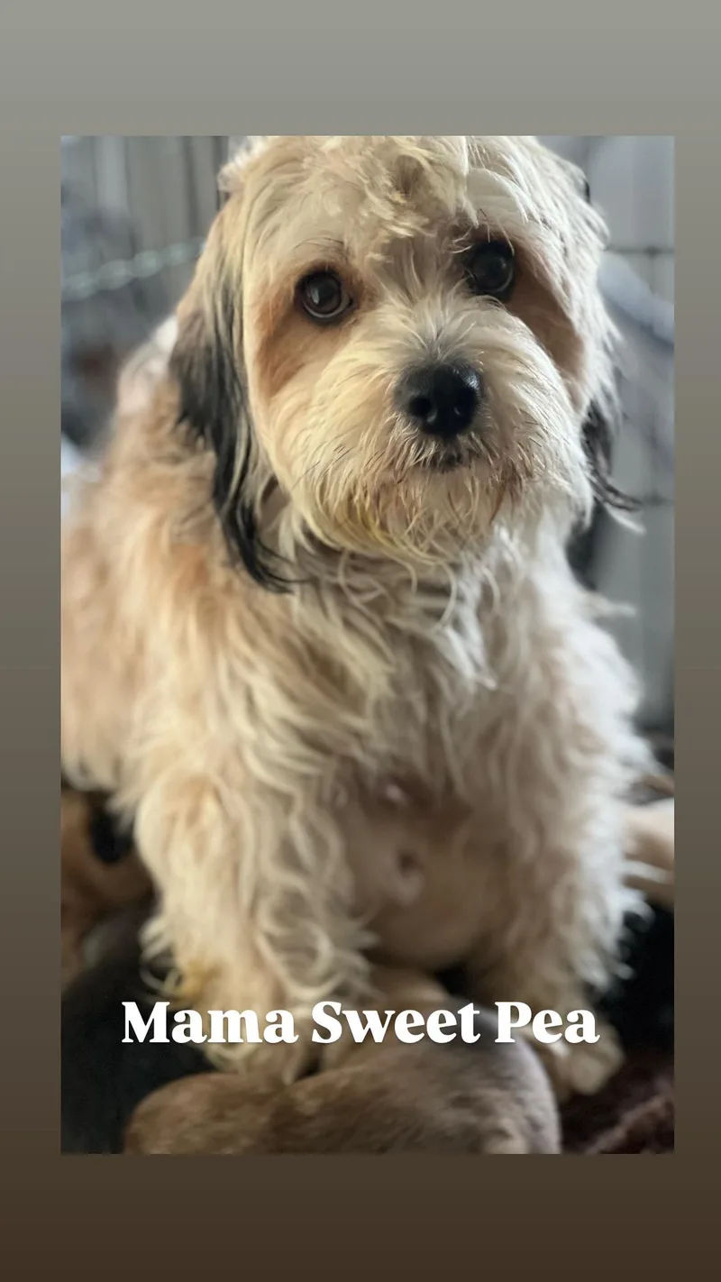 Bean~ Havanese Mix thumbnail 4