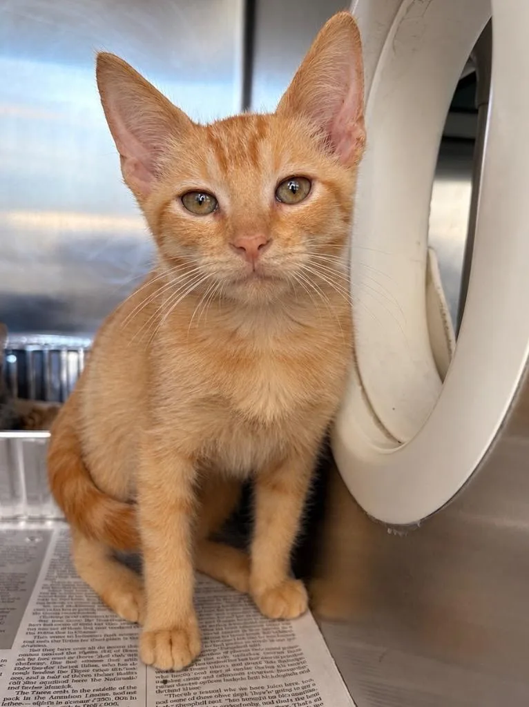 A baby medium-sized male Domestic Short Hair cat named Sheldon for adoption in Detroit, MI