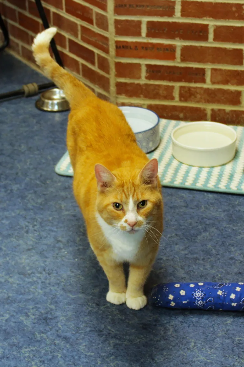 An adult large-sized male Orange & White Domestic Short Hair cat named Buddy for adoption in Urbana, OH