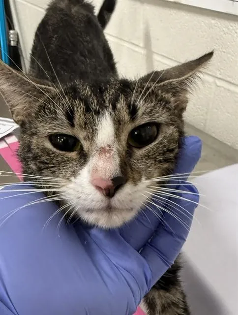 A young medium-sized female Domestic Short Hair cat named Trece for adoption in Upper Marlboro, MD