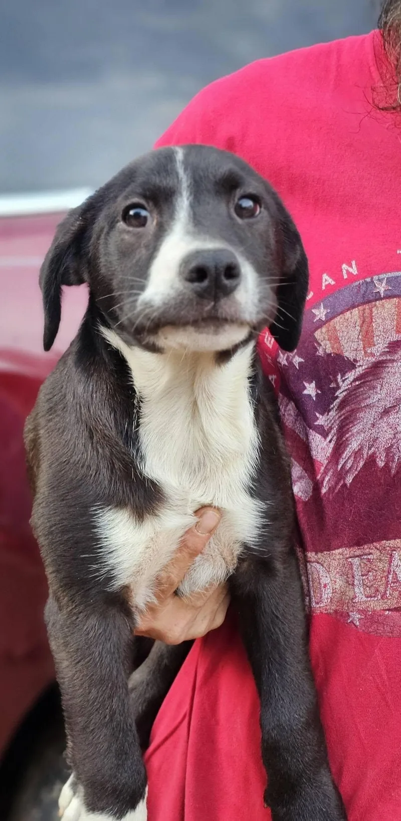 A young medium-sized male Black Labrador Retriever dog named Nectar for adoption in Fort Payne, AL