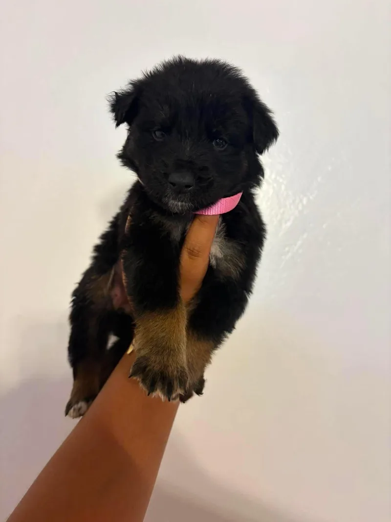 A baby large-sized female German Shepherd Dog dog named Cocoa for adoption in Lodi, CA