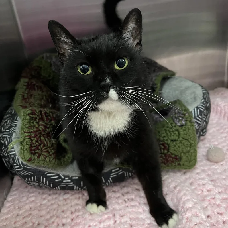 An adult large-sized female Black Domestic Short Hair cat named Eclipse for adoption in Wadena, MN