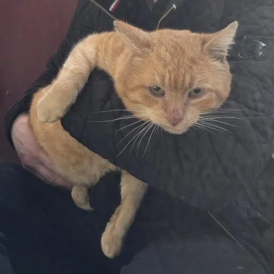 A senior medium-sized male Orange / Red Domestic Short Hair cat named Cheddar for adoption in North Branford, CT
