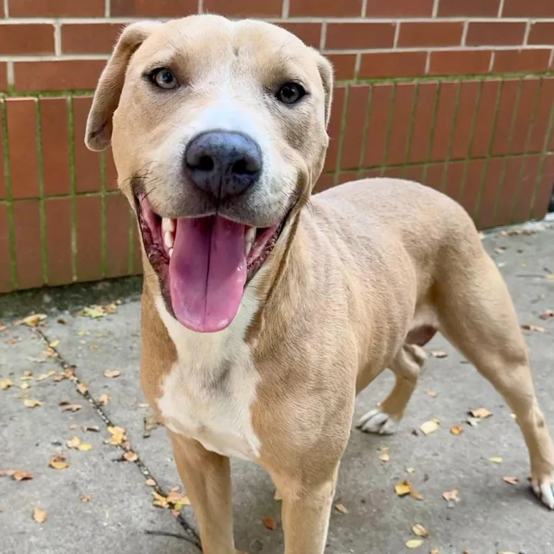 An adult medium-sized male Yellow / Tan / Blond / Fawn Pit Bull Terrier dog named Durand for adoption in Dayton, OH