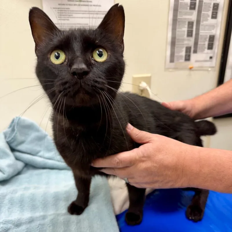 A senior large-sized male Domestic Short Hair cat named Benny for adoption in Oshkosh, WI
