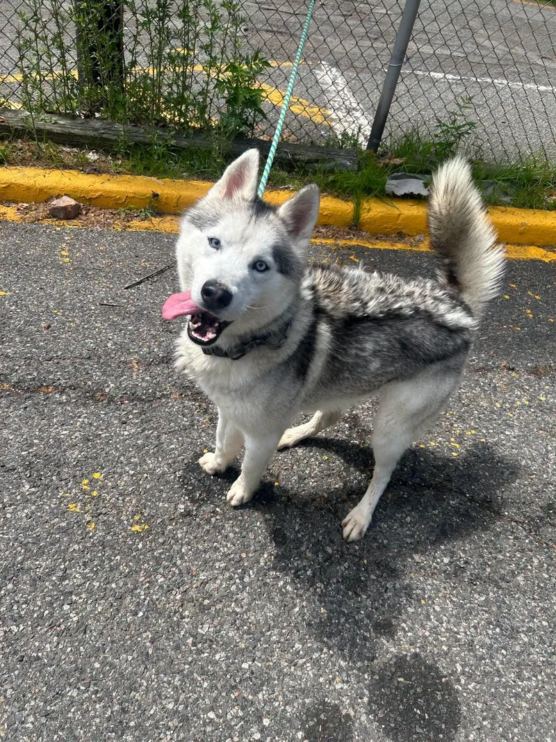 An adult medium-sized male Black Siberian Husky dog named Blizzard for adoption in North Haledon, NJ