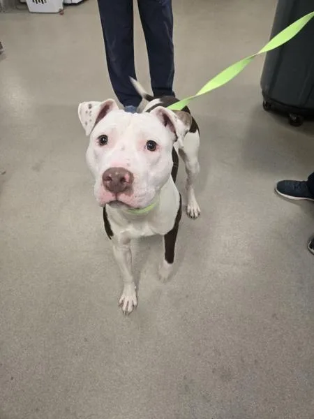 A young medium-sized male Pit Bull Terrier dog named Benji for adoption in Millersville, MD